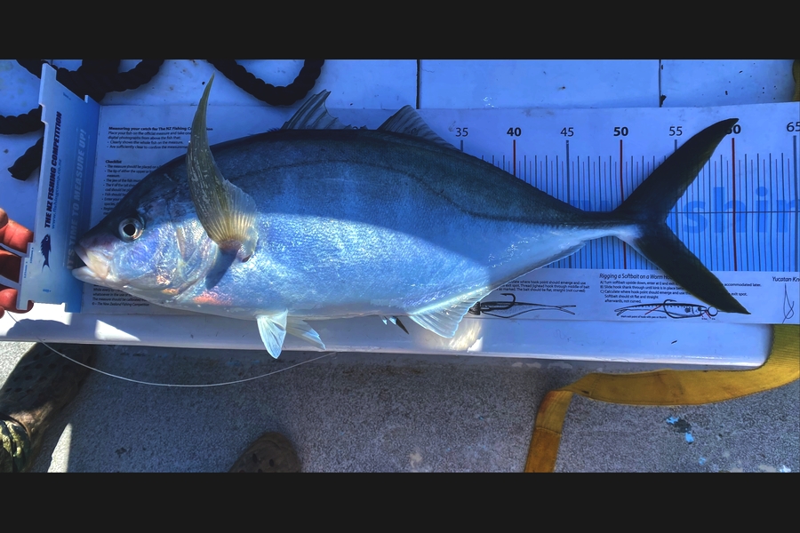 Ian Bannan caught this 53.5cm Trevally at Northland during The OBC Fishing Competition