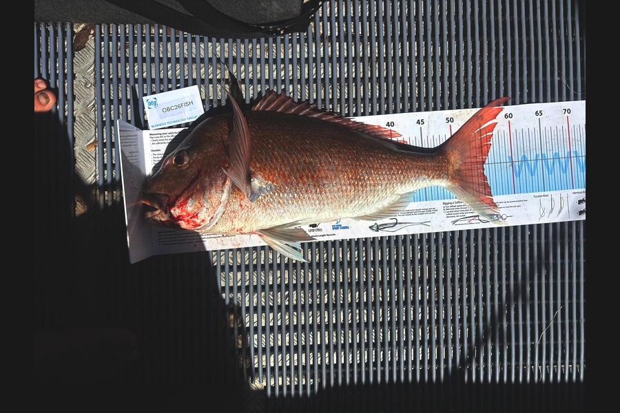 Rhodri Thomas caught this 55.0cm Snapper at Auckland during The OBC Fishing Competition