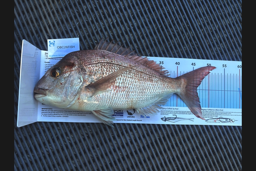 Rhodri Thomas caught this 46.0cm Snapper at Auckland during The OBC Fishing Competition