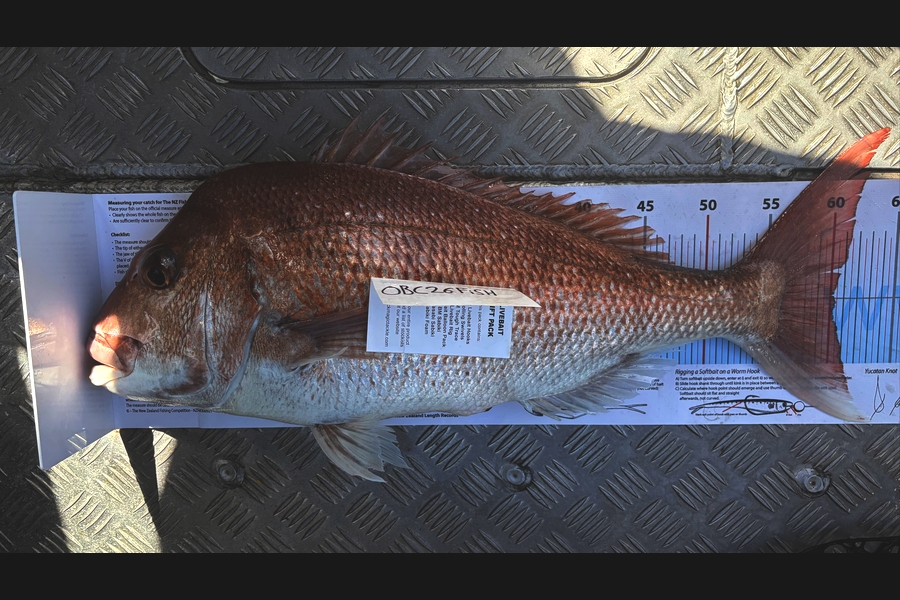 Noah Leaning caught this 60cm Snapper at Auckland during The OBC Fishing Competition