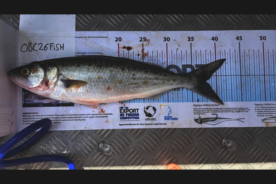 Noah Leaning caught this 37.5cm Kahawai at Auckland during The OBC Fishing Competition