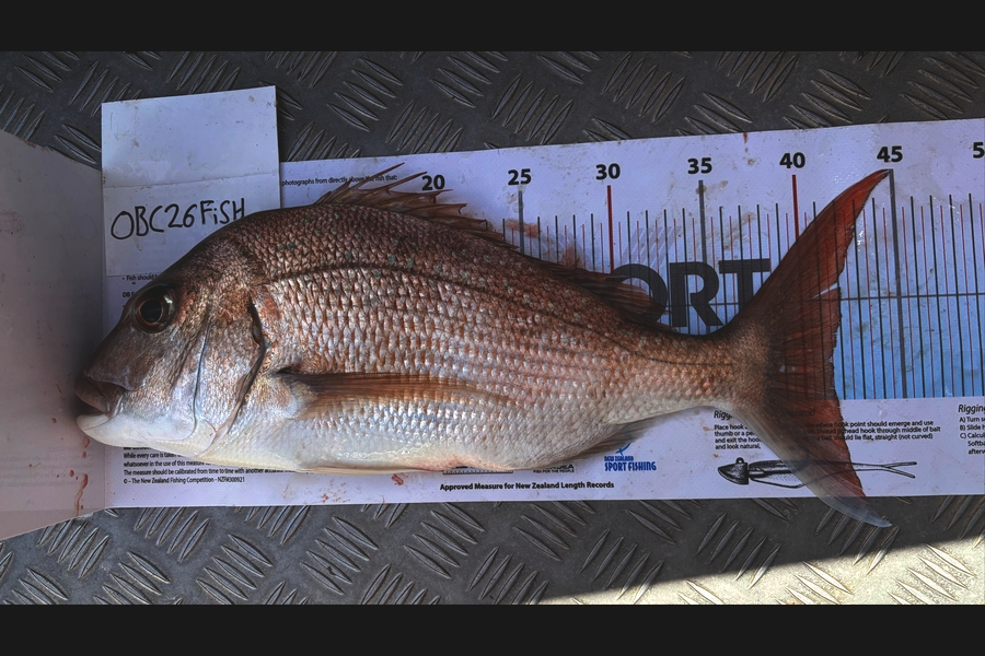 Noah Leaning caught this 41.5cm Snapper at Auckland during The OBC Fishing Competition
