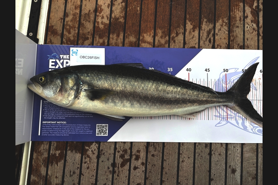 Dean McDougall caught this 55.0cm Kahawai at Auckland during The OBC Fishing Competition