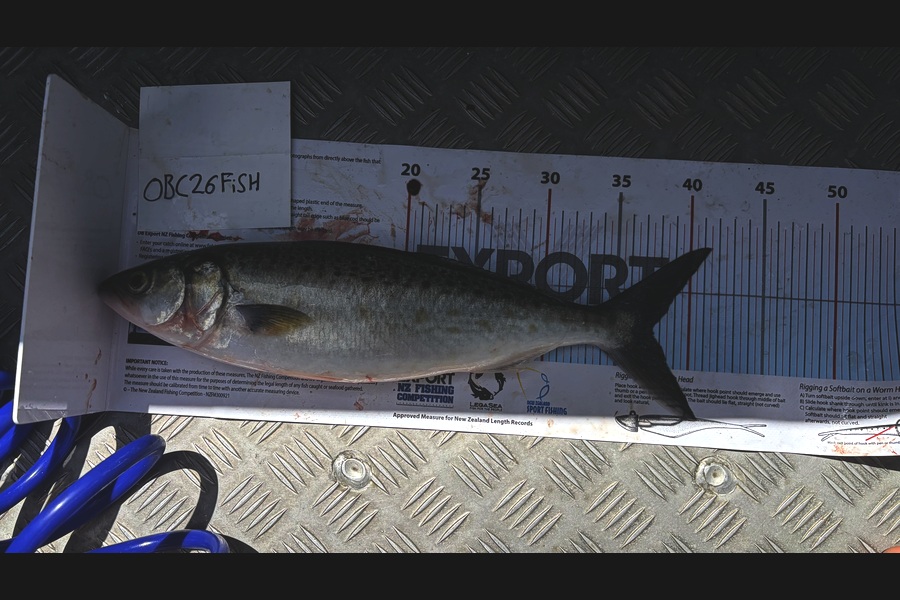 Noah Leaning caught this 37.5cm Kahawai at Auckland during The OBC Fishing Competition