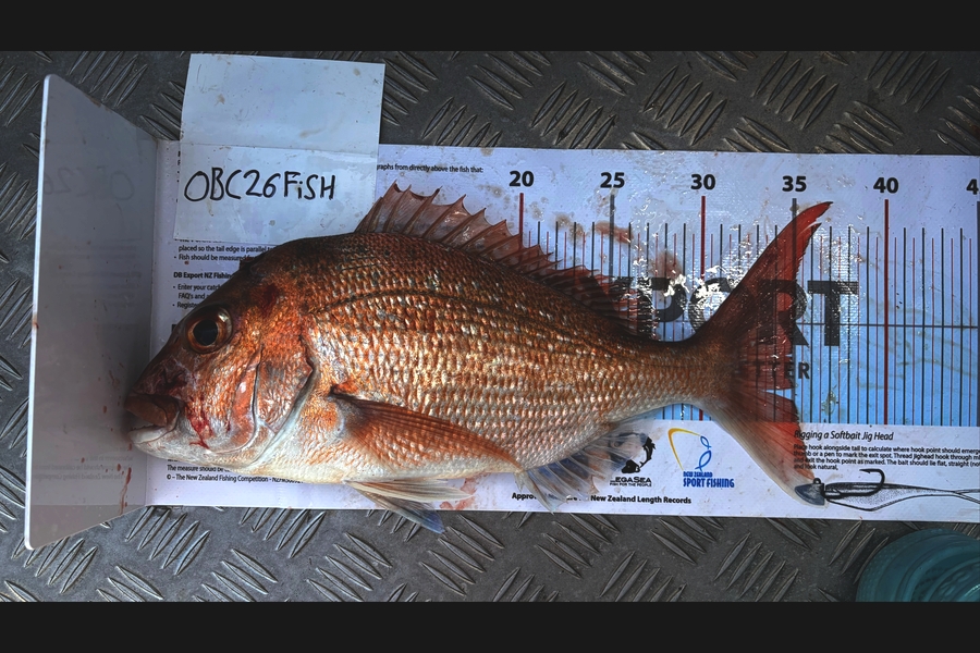 Noah Leaning caught this 35.0cm Snapper at Auckland during The OBC Fishing Competition