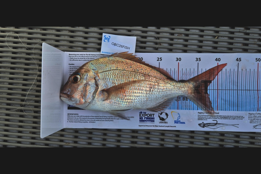 David Kay caught this 37.5cm Snapper at Auckland during The OBC Fishing Competition