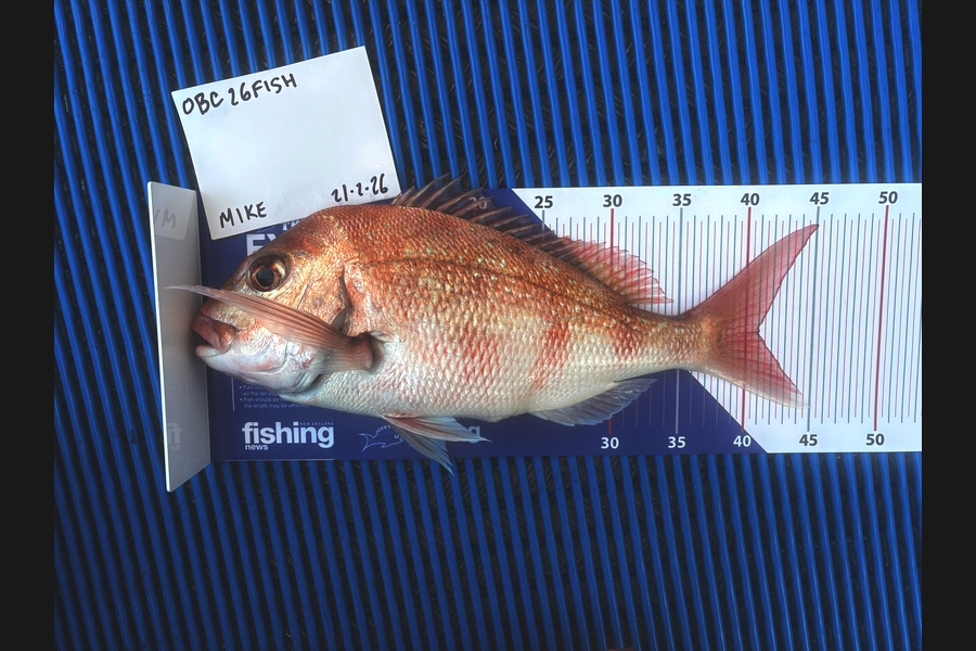 Mike Hamill caught this 41.0cm Snapper at Auckland during The OBC Fishing Competition