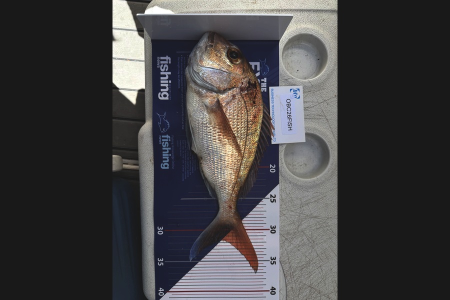 Greg Strachan caught this 31.5cm Snapper at Auckland during The OBC Fishing Competition