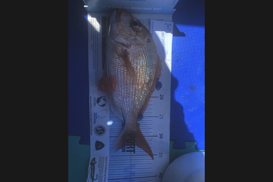 Ian Bannan caught this 32.0cm Snapper at Auckland during The OBC Fishing Competition