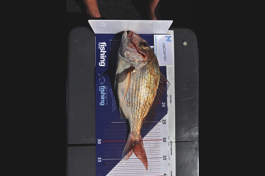 Sean Matheny caught this 32.5cm Snapper at Auckland during The OBC Fishing Competition