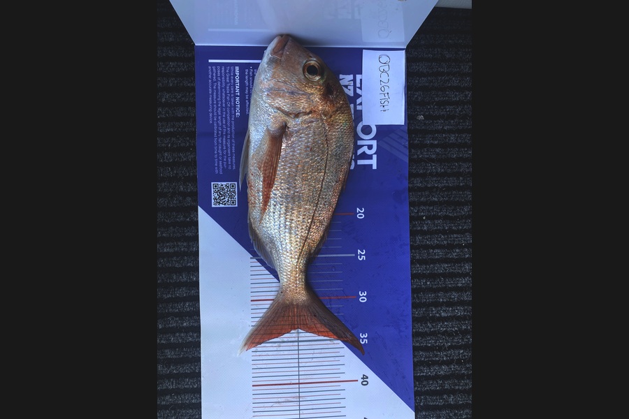Liam Buckingham caught this 33.5cm Snapper at Auckland during The OBC Fishing Competition
