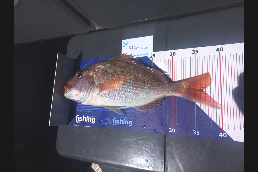 Chris  Fouhy caught this 36.5cm Snapper at Auckland during The OBC Fishing Competition