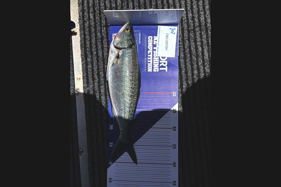 Michael Drumm caught this 37.0cm Kahawai at Auckland during The OBC Fishing Competition
