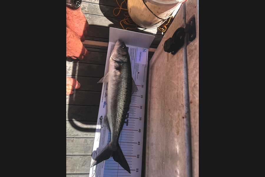 Stuart Johnston caught this 50.5cm Kahawai at Auckland during The OBC Fishing Competition