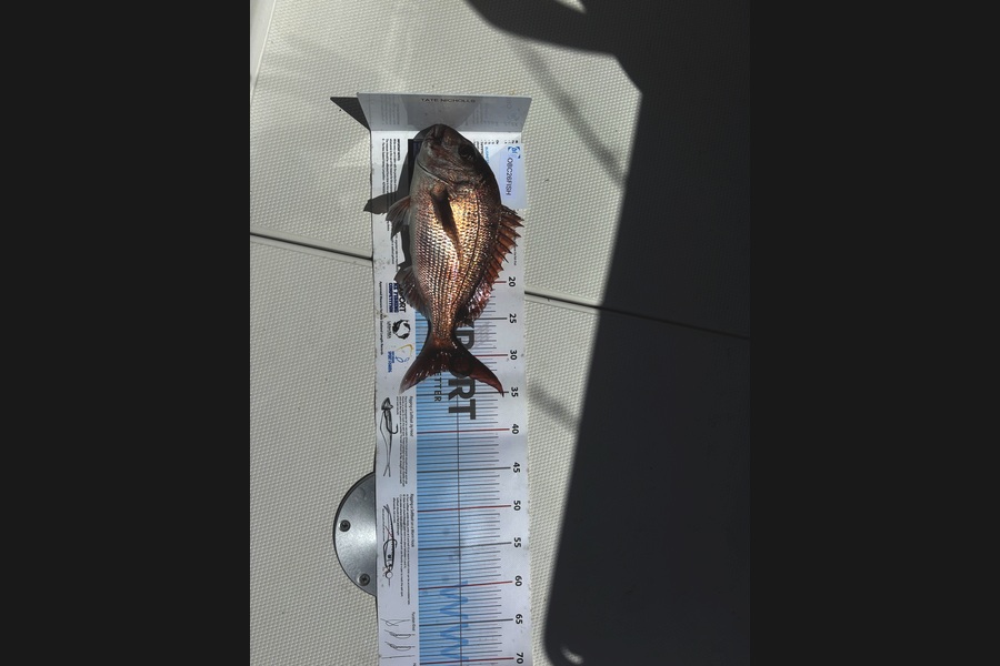Louise Nicholls caught this 32.0cm Snapper at Auckland during The OBC Fishing Competition