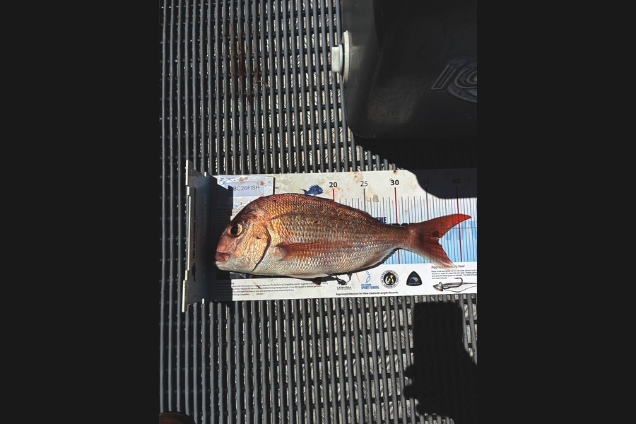 David G Dorrington caught this 36.5cm Snapper at Auckland during The OBC Fishing Competition