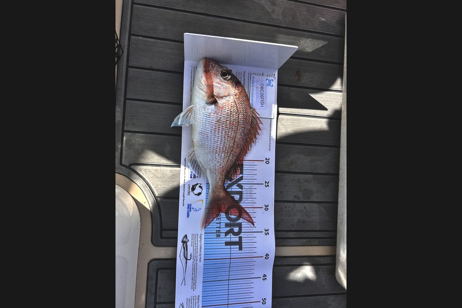 Stuart Johnston caught this 31.0cm Snapper at Auckland during The OBC Fishing Competition