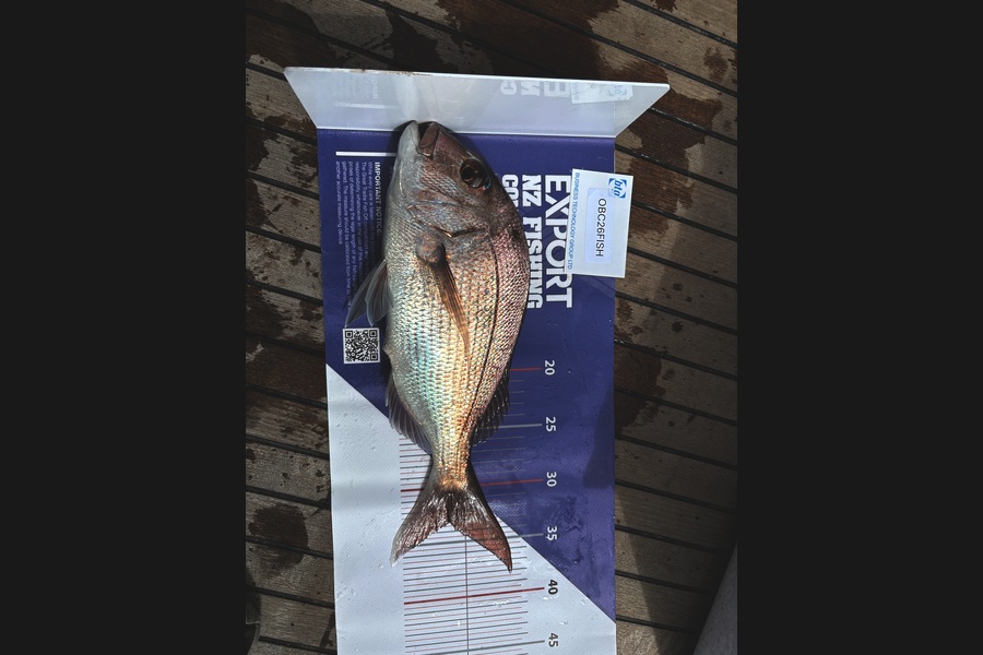 Dean McDougall caught this 33.0cm Snapper at Auckland during The OBC Fishing Competition