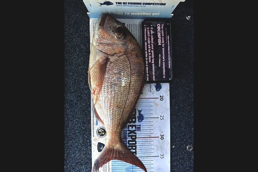 Dass Pillay caught this 35.0cm Snapper at Auckland during The OBC Fishing Competition
