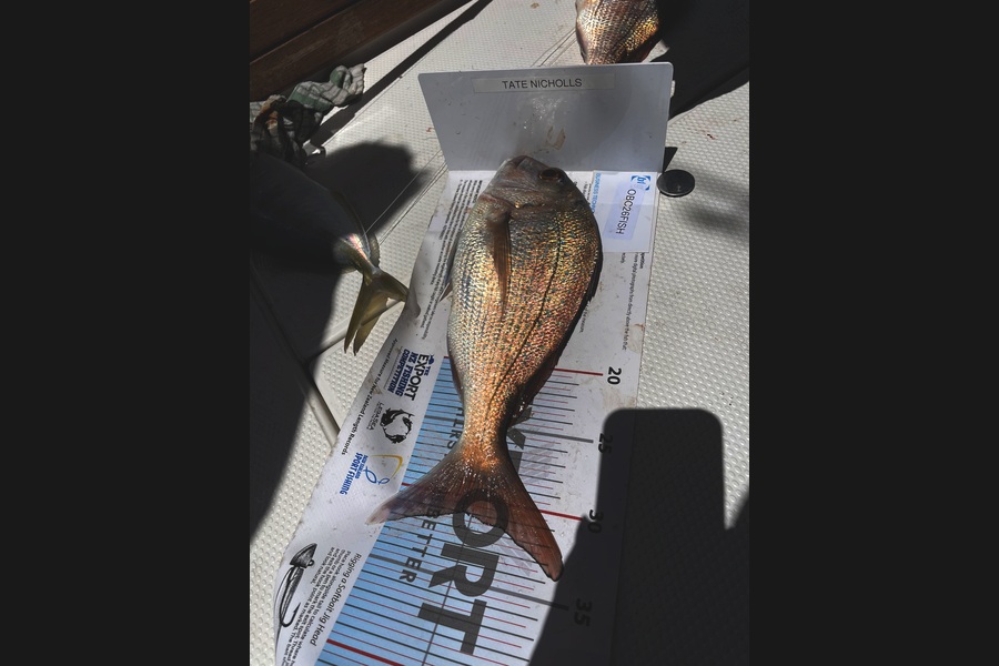 Louise Nicholls caught this 31.0cm Snapper at Auckland during The OBC Fishing Competition