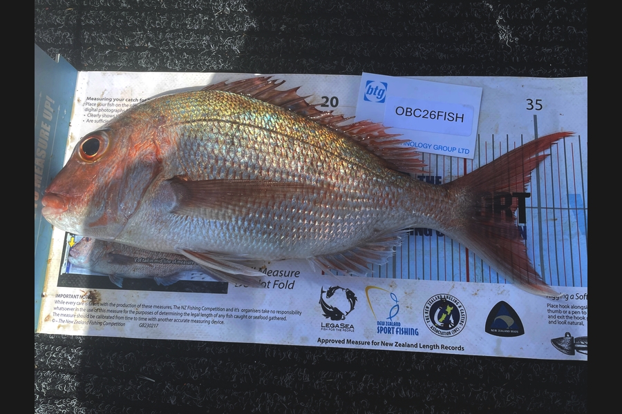 Keith Mitchell caught this 33.5cm Snapper at Auckland during The OBC Fishing Competition