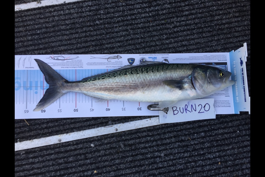 Sean Mcelroy caught this 58.0cm Kahawai at Noises during The OBC Fishing Competition