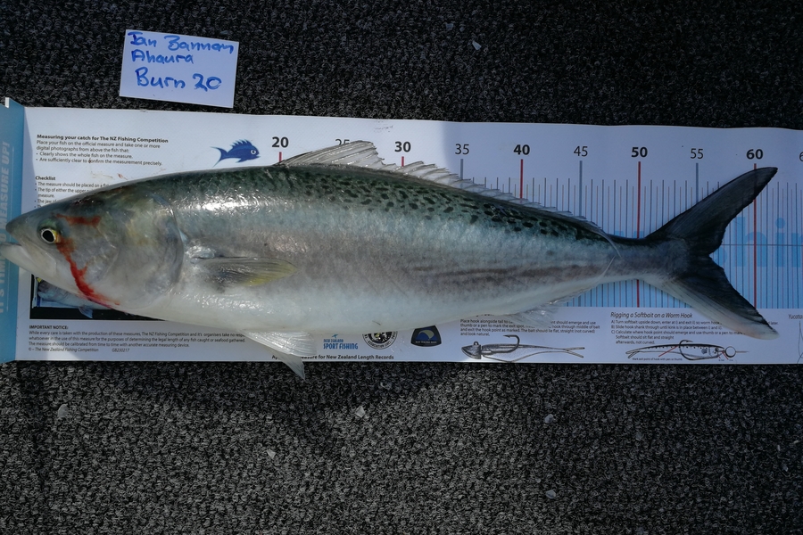 Ian Bannan caught this 56.0cm Kahawai at Gulf during The OBC Fishing Competition