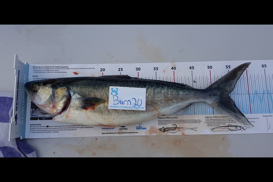 Maximus Smitheram caught this 54.5cm Kahawai at Ahas during The OBC Fishing Competition
