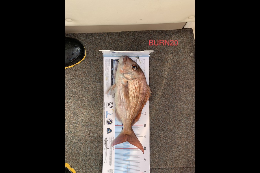 Graeme Slogrove caught this 36.5cm Snapper at Hauraki Gulf during The OBC Fishing Competition