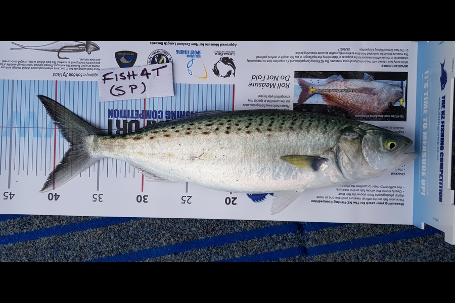 Siobhan Phemister caught this 38cm Kahawai at NW waiheke during The OBC Fishing Competition