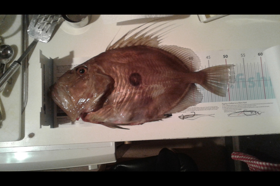 Simon Adamson caught this 52.0cm John Dory at Auckland during The OBC Fishing Competition