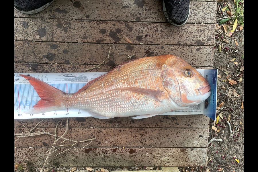 Grant Dixon caught this 71.0cm Snapper at Bream Bay during The OBC Fishing Competition