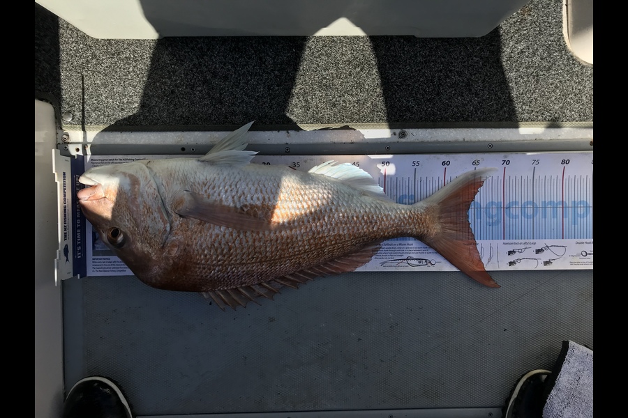 Darryl Michaux caught this 64cm Snapper at Hauraki Gulf during The OBC Fishing Competition