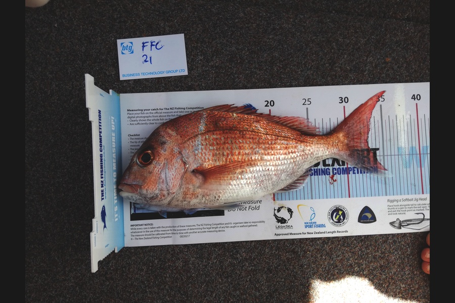 Simon Adamson caught this 33.0cm Snapper at Hauraki Gulf during The OBC Fishing Competition