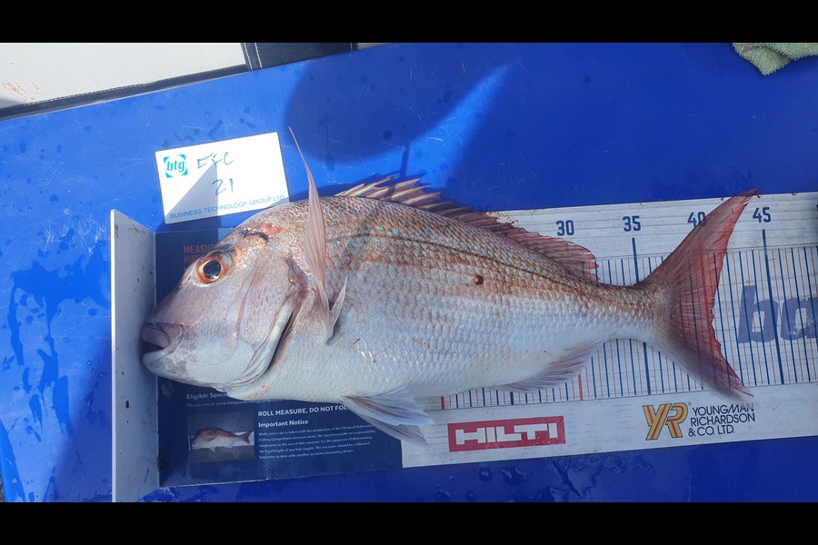 Gary Williamson caught this 40.0cm Snapper at Noises during The OBC Fishing Competition