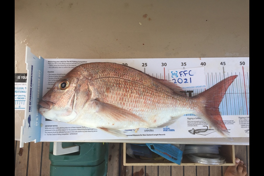 Peter Gourdie caught this 43.0cm Snapper at Waiheke during The OBC Fishing Competition