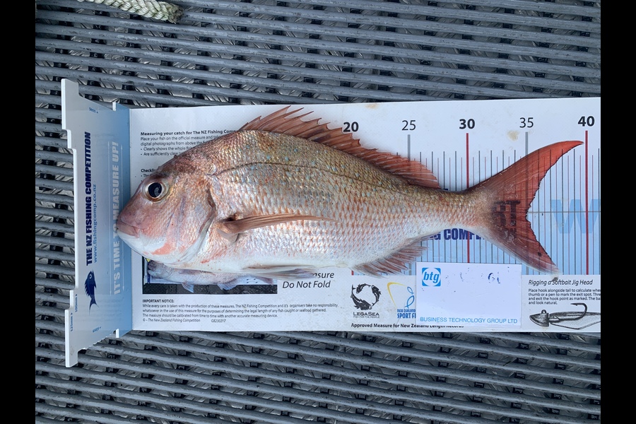 Barry Gill caught this 35.0cm Snapper at Àuckland  during The OBC Fishing Competition