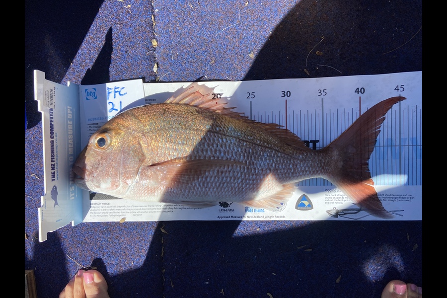 Bryce Pomfrett caught this 40.5cm Snapper at Rangitoto during The OBC Fishing Competition