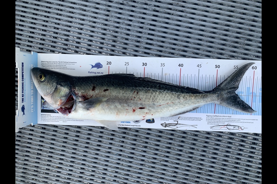 Barry Gill caught this 53.00cm Kahawai at Àuckland  during The OBC Fishing Competition