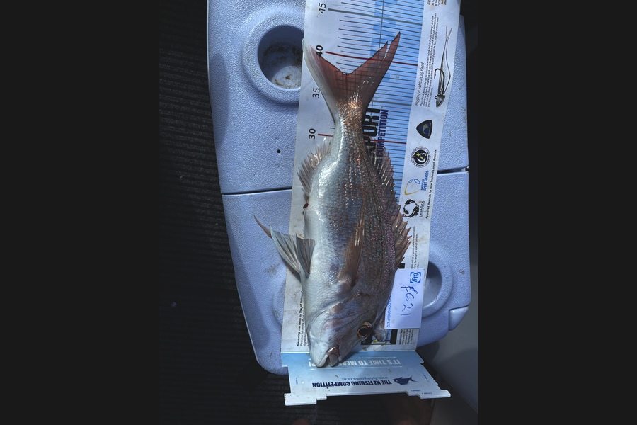 Tim Slyfield caught this 38.0cm Snapper at Waiheke during The OBC Fishing Competition