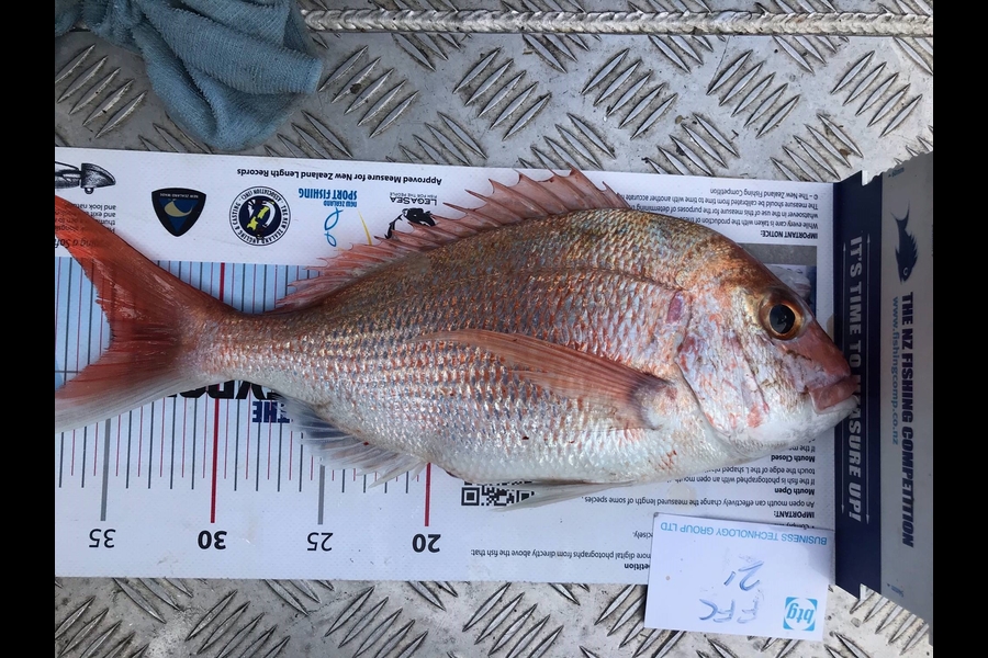 Darren Bugg caught this 35.0cm Snapper at Auckland during The OBC Fishing Competition