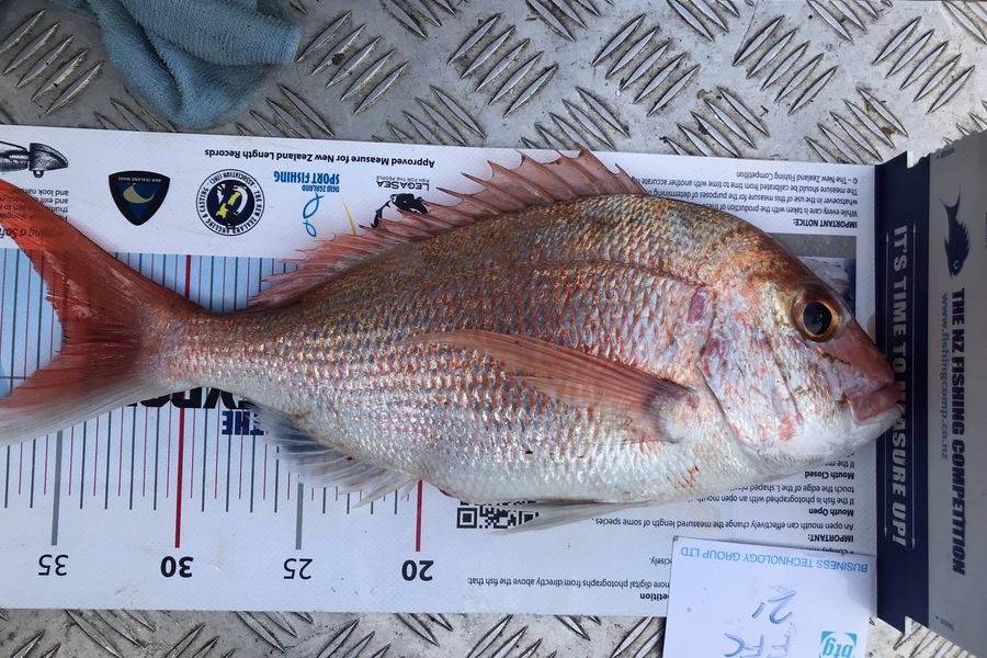 Darren Bugg caught this 35.0cm Snapper at Auckland during The OBC Fishing Competition