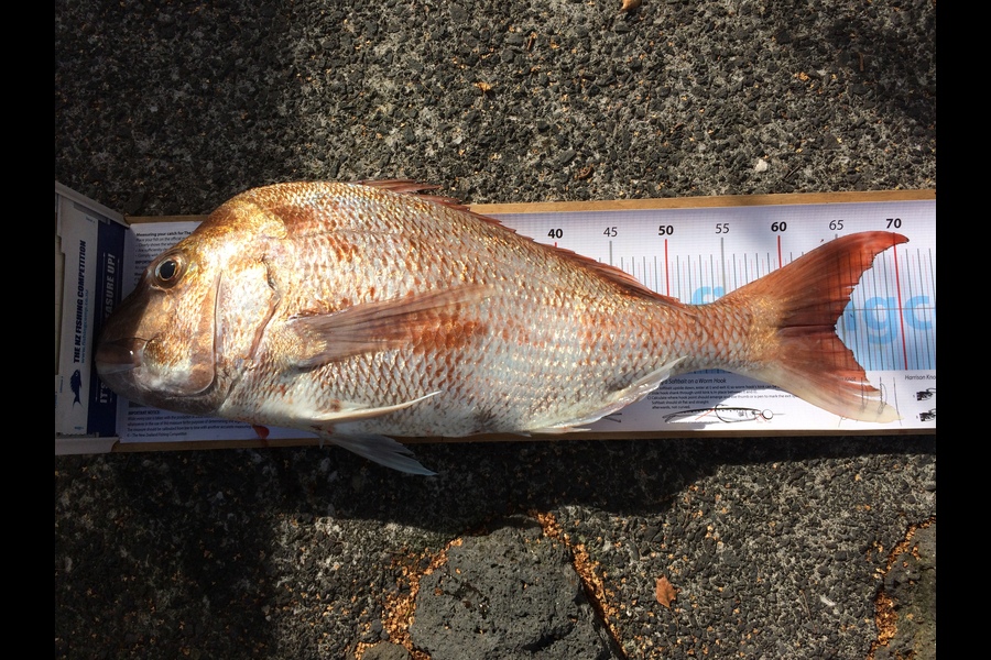 Philip Tate caught this 64.0cm Snapper at Rangitoto during The OBC Fishing Competition