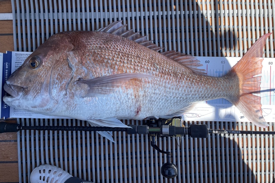 Shayne Nam caught this 77.0cm Snapper at Hauraki Gulf during The OBC Fishing Competition