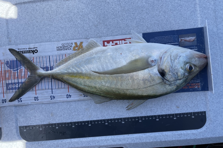 Brendan Lochead caught this 51.0cm Trevally at Hauraki gulf 40m mark during The OBC Fishing Competition