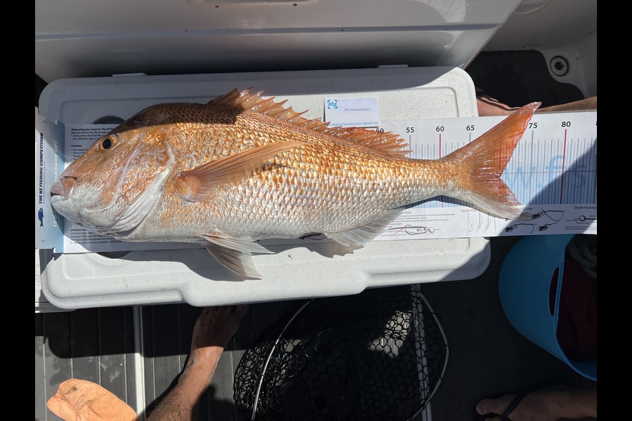 Greg Strachan caught this 70.0cm Snapper at Top of coromandel  during The OBC Fishing Competition