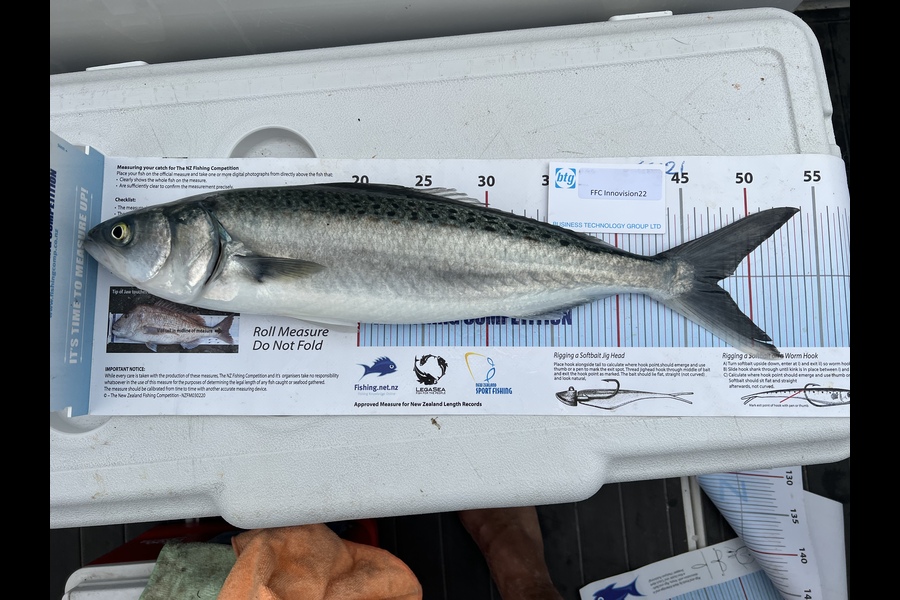 Greg Strachan caught this 47.0cm Kahawai at Top of coromandel  during The OBC Fishing Competition