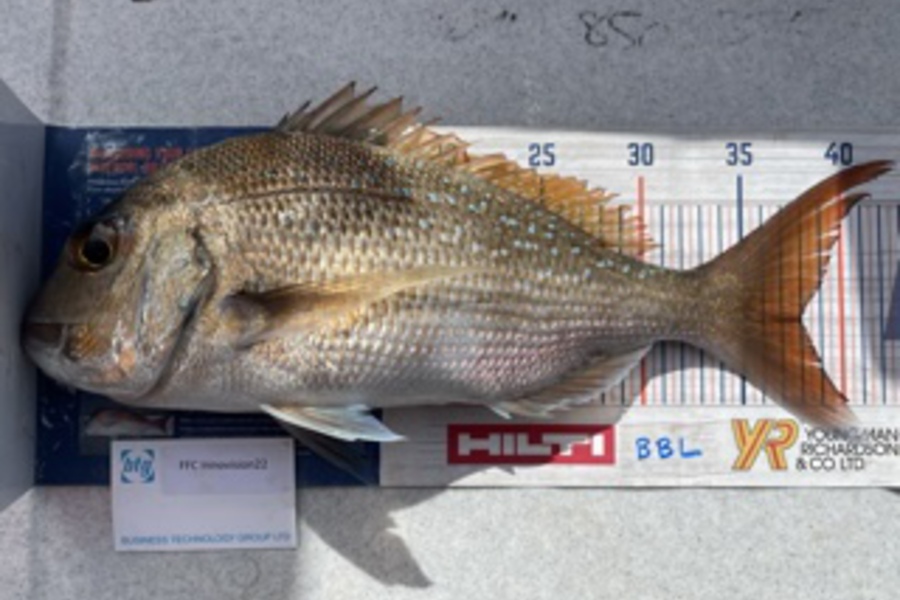 Brendan Lochead caught this 38.0cm Snapper at Anchorite  during The OBC Fishing Competition