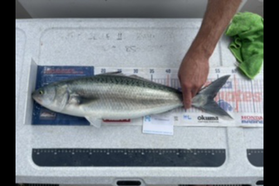 Brendan Lochead caught this 52cm Kahawai at Noisies during The OBC Fishing Competition