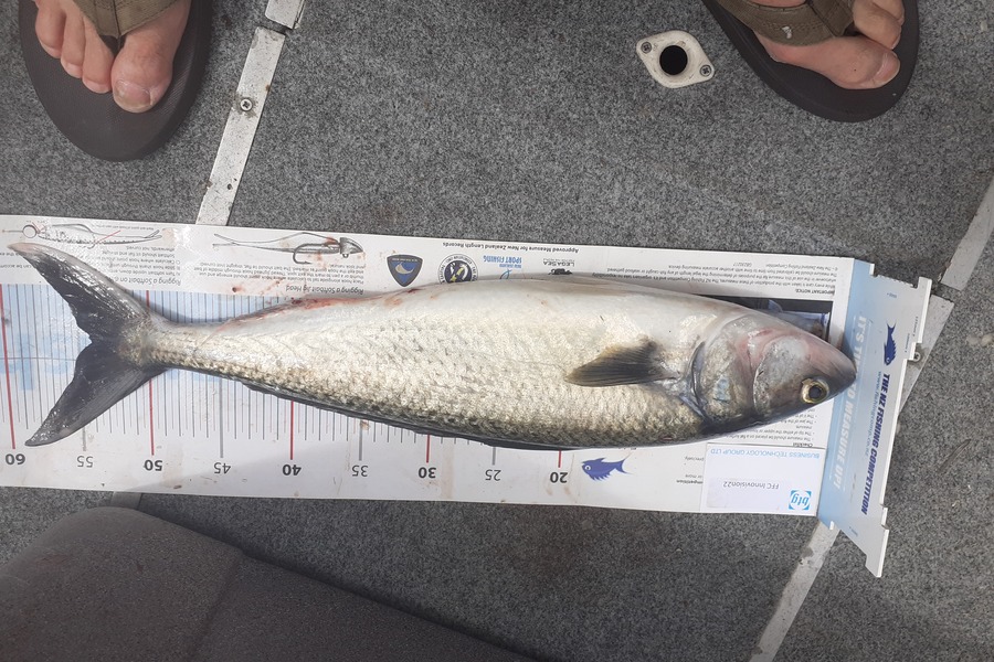 Lakis Panteli caught this 54.0cm Kahawai at Admin bay during The OBC Fishing Competition